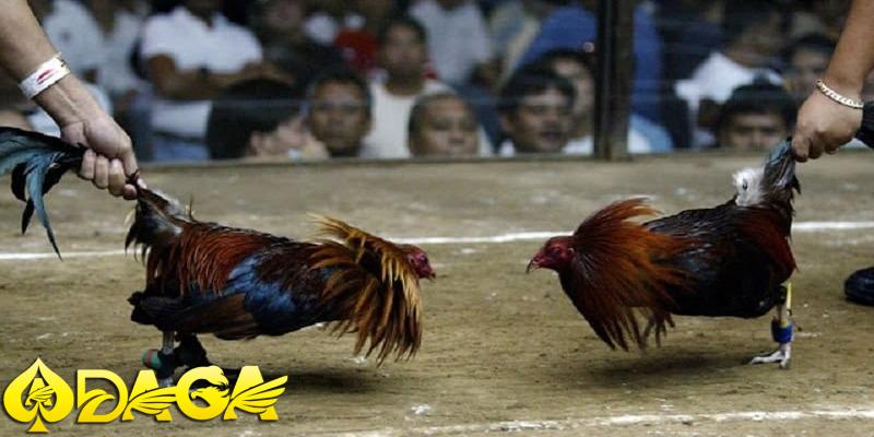 daga kết nối cộng đồng dân chơi đá gà