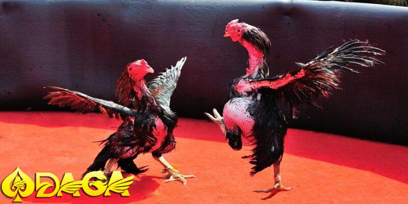 đặt cược đá gà cựa sắt trực tuyến