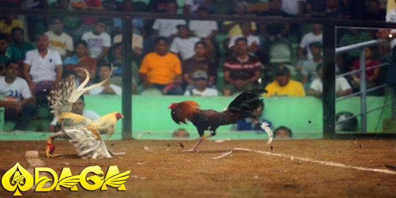 đá gà daga ăn tiền thật hợp pháp hay không