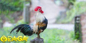 sức hấp dẫn của đá gà tre