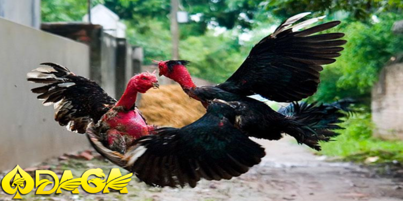 đá gà truyền thống có từ lâu đời