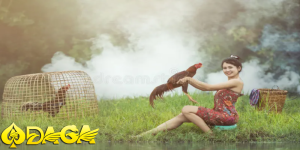 có nên đặt cược đá gà việt nam