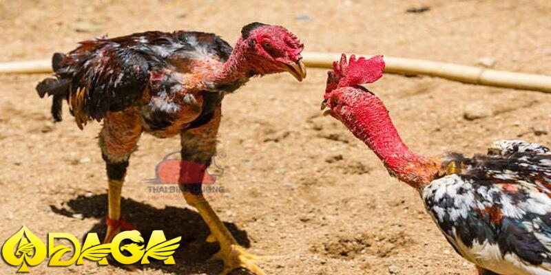 đặc điểm đá gà nòi