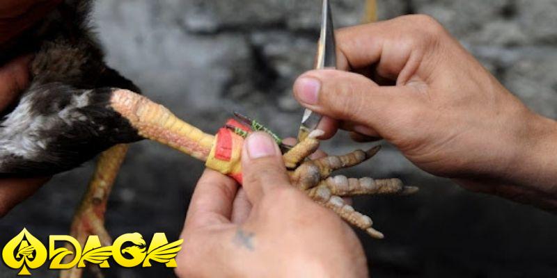 đặc điểm nổi bật của đá gà cựa sắt
