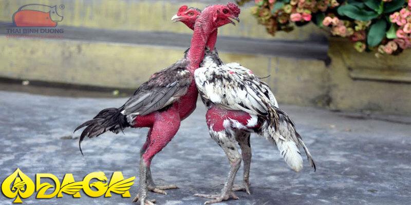 đặt cược đá gà nòi