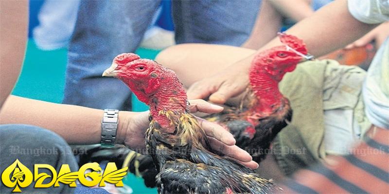 giống gà chọi trong đá gà thái lan