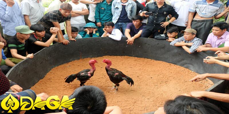so sánh đá gà chọi miền Bắc