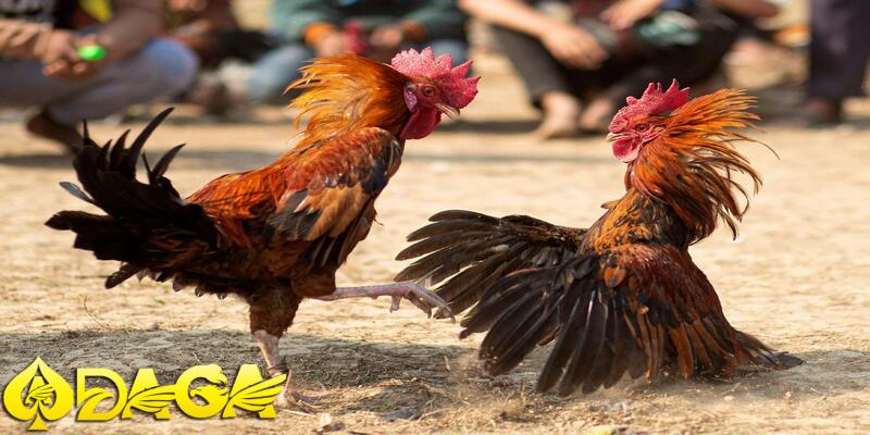 thách thức giới hạn đá gà việt nam